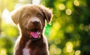 Is it important to train my new puppy? Is it important to train my new puppy?